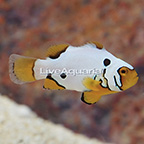 Frostbite Clownfish  (click for more detail)