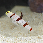 Dracula Goby (click for more detail)
