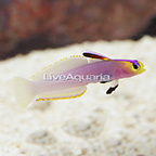 Helfrichi Firefish  (click for more detail)