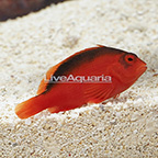 Flame Hawkfish (click for more detail)