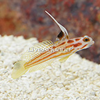 USA Captive-Bred Yasha Goby, Female (click for more detail)