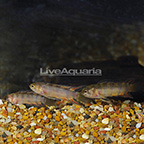 Ornate Ctenopoma (Group of 3) (click for more detail)