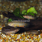 Ornate Ctenopoma (Group of 4) (click for more detail)