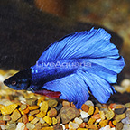 Blue Double Tail Betta, Male (click for more detail)