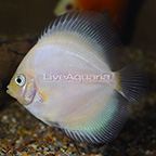 Snow White Discus (click for more detail)