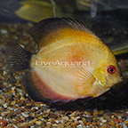 Gold/Orange Discus (click for more detail)