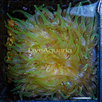 Bubble Tip Anemone Green Speckled (click for more detail)