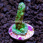 ORA® Marshall Islands Hydnophora Coral (click for more detail)