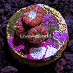 LiveAquaria® Purple and Green Blastomussa Coral (click for more detail)