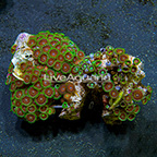 Wham'n Watermelon and Radioactive Dragon Eye Colony Polyp Rock Zoanthus Indonesia IM (click for more detail)
