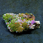 Wham'n Watermelon Colony Polyp Rock Zoanthus Indonesia IM (click for more detail)