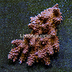 Tabling Acropora Coral Tonga (click for more detail)