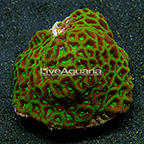 Aussie Goniastrea Brain Coral  (click for more detail)