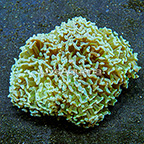 Aussie Hammer Coral  (click for more detail)