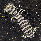Zebra Mantis Shrimp (click for more detail)