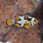 Premium Picasso Percula Clownfish [Blemish] (click for more detail)