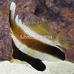 Fijian Heniochus Brown Butterflyfish (click for more detail)