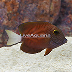 White Tail Bristletooth Tang (click for more detail)