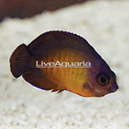 Biota Captive-Bred Coral Beauty Angelfish (click for more detail)
