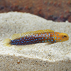 Blue Spotted Jawfish (click for more detail)