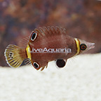 Yellow Banded Possum Wrasse (click for more detail)