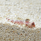 Red Scooter Dragonet (click for more detail)