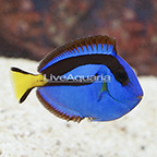 Tank Raised Blue Tang (click for more detail)