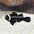 Captive-Bred Extreme Misbar Black Ocellaris Clownfish  (click for more detail)