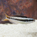 Blunthead Wrasse, Juvenile (click for more detail)
