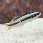Blunthead Wrasse, Juvenile (click for more detail)
