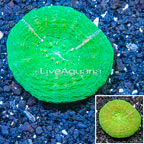 Scolymia Coral Australia (click for more detail)