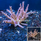 Tree Coral Indonesia (click for more detail)