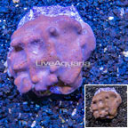 Blue Ridge Coral Indonesia (click for more detail)