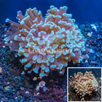 LiveAquaria® Cultured Hammer Coral (click for more detail)