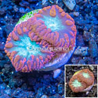 LiveAquaria® Cultured Blastomussa Coral (click for more detail)