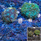 LiveAquaria® Two Pack Cultured Galaxea Coral (click for more detail)