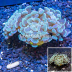 LiveAquaria® Cultured Hammer Coral (click for more detail)