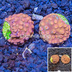 LiveAquaria® Two Pack Cultured Cyphastrea Frag, Two Pack (click for more detail)