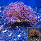 LiveAquaria® Cultured Hammer Coral (click for more detail)