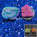 LiveAquaria® Two Pack Cultured Ultra Chalice Coral (click for more detail)