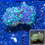 LiveAquaria® Cultured Hammer Coral (click for more detail)