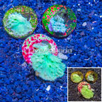 LiveAquaria® Three Pack Cultured Green Cabbage Leather Coral (click for more detail)