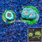 LiveAquaria® Two Pack Cultured Goniastrea Brain Coral (click for more detail)