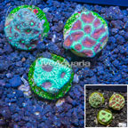 LiveAquaria® Three Pack Cultured Favia Coral (click for more detail)