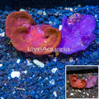 LiveAquaria® Two Pack Cultured Photosynthetic Plating Red and Blue Sponges (click for more detail)