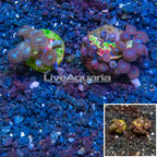 LiveAquaria® Two Pack Cultured Zoanthus Coral (click for more detail)