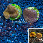 LiveAquaria® Two Pack Cultured Montipora Coral (click for more detail)