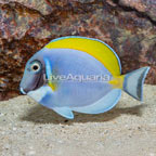 Powder Blue Tang (click for more detail)