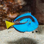 Blue Tang (click for more detail)