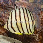 Eight Band Butterflyfish (click for more detail)